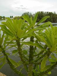 Attēlu rezultāti vaicājumam “Euphorbiaceae”
