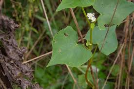 Attēlu rezultāti vaicājumam “Fagopyrum esculentum leaf”