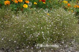 Attēlu rezultāti vaicājumam “Gypsophila muralis”