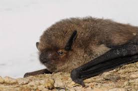 Attēlu rezultāti vaicājumam “Pipistrellus nathusii”