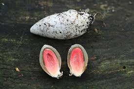 Attēlu rezultāti vaicājumam “Mutinus ravenelii”