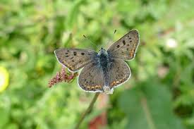 Attēlu rezultāti vaicājumam “Lycaena tityrus female”