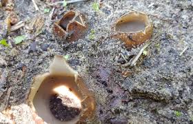 Attēlu rezultāti vaicājumam “Geopora arenicola”