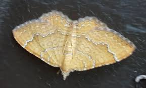 Attēlu rezultāti vaicājumam “Camptogramma bilineata”