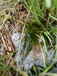 Attēlu rezultāti vaicājumam “Chara aspera male”