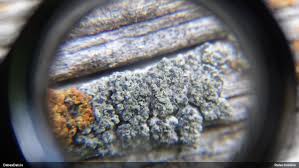 Attēlu rezultāti vaicājumam “Cliostomum corrugatum”