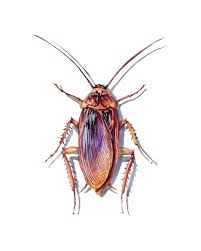 Attēlu rezultāti vaicājumam “Blattoptera”