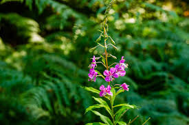 Image result for Weidenröschen