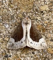 Attēlu rezultāti vaicājumam “Hypena crassalis”