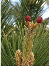 Attēlu rezultāti vaicājumam “Pinus nigra fruit”