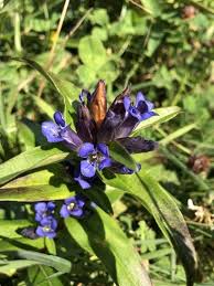 Attēlu rezultāti vaicājumam “Gentiana cruciata leaf”