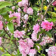 Attēlu rezultāti vaicājumam “Prunus (plum-tree) flower”