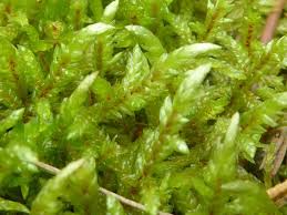 Attēlu rezultāti vaicājumam “Pleurozium schreberi sporophyte”