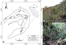 Attēlu rezultāti vaicājumam “Diderma effusum young”