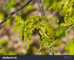 Attēlu rezultāti vaicājumam “Quercus robur male flower”