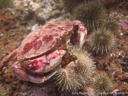 Image result for Cancer irroratus