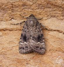 Attēlu rezultāti vaicājumam “Amphipyra pyramidea”