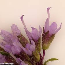 Attēlu rezultāti vaicājumam “Mentha arvensis bud”