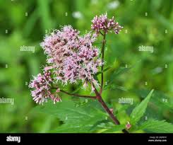 Attēlu rezultāti vaicājumam “Eupatorium cannabinum flower”