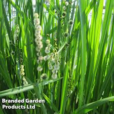 Attēlu rezultāti vaicājumam “Sparganium minimum fruit”