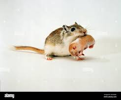 Image result for Gerbil