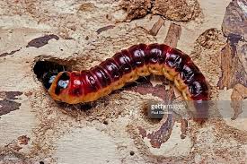 Attēlu rezultāti vaicājumam “Cossus cossus imago”