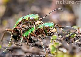 Attēlu rezultāti vaicājumam “Cicindela campestris”