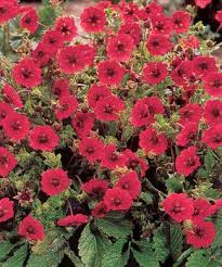 Attēlu rezultāti vaicājumam “Potentilla arenaria bud”