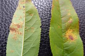 Attēlu rezultāti vaicājumam “Tranzschelia pruni-spinosae spores”