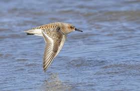 Attēlu rezultāti vaicājumam “Calidris alba”