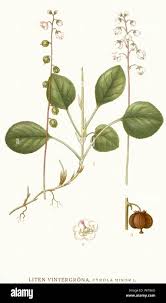 Attēlu rezultāti vaicājumam “Pyrola minor”