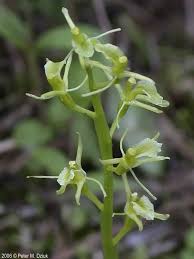 Attēlu rezultāti vaicājumam “Liparis loeselii leaf”