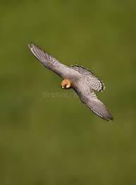 Attēlu rezultāti vaicājumam “Falco vespertinus adult”