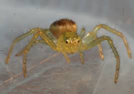 Attēlu rezultāti vaicājumam “Diaea dorsata male”