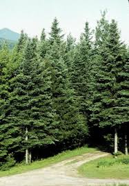 Attēlu rezultāti vaicājumam “Abies balsamea”