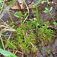 Attēlu rezultāti vaicājumam “Helodium blandowii sporophyte”