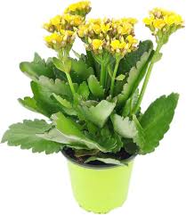 Image result for Kalanchoe blossfeldiana