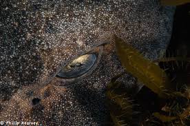 Image result for Cephaloscyllium laticeps