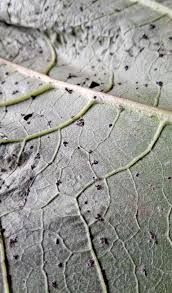 Attēlu rezultāti vaicājumam “Didymium tussilaginis sessile”