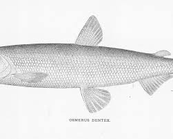 Image result for Osmerus mordax