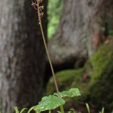 Attēlu rezultāti vaicājumam “Listera cordata fruit”