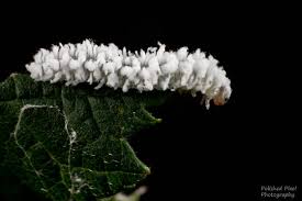 Attēlu rezultāti vaicājumam “Eriocampa ovata larva”