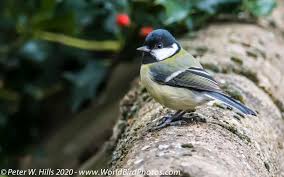 Attēlu rezultāti vaicājumam “Parus major male”