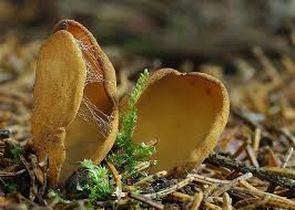 Attēlu rezultāti vaicājumam “Otidea leporina”