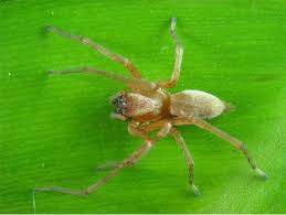 Attēlu rezultāti vaicājumam “Cheiracanthium sp.”