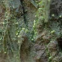 Attēlu rezultāti vaicājumam “Chaenotheca brachypoda”