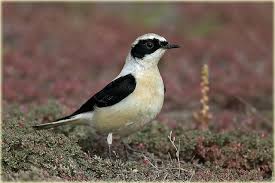 Image result for Oenanthe hispanica