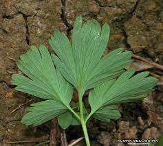 Attēlu rezultāti vaicājumam “Corydalis cava leaf”