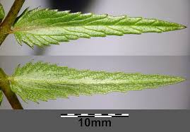 Attēlu rezultāti vaicājumam “Rhinanthus serotinus”