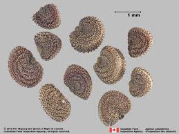 Attēlu rezultāti vaicājumam “Silene viscaria fruit”